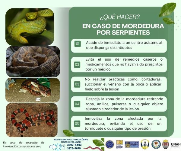 Que hacer en caso de mordedura de serpientes